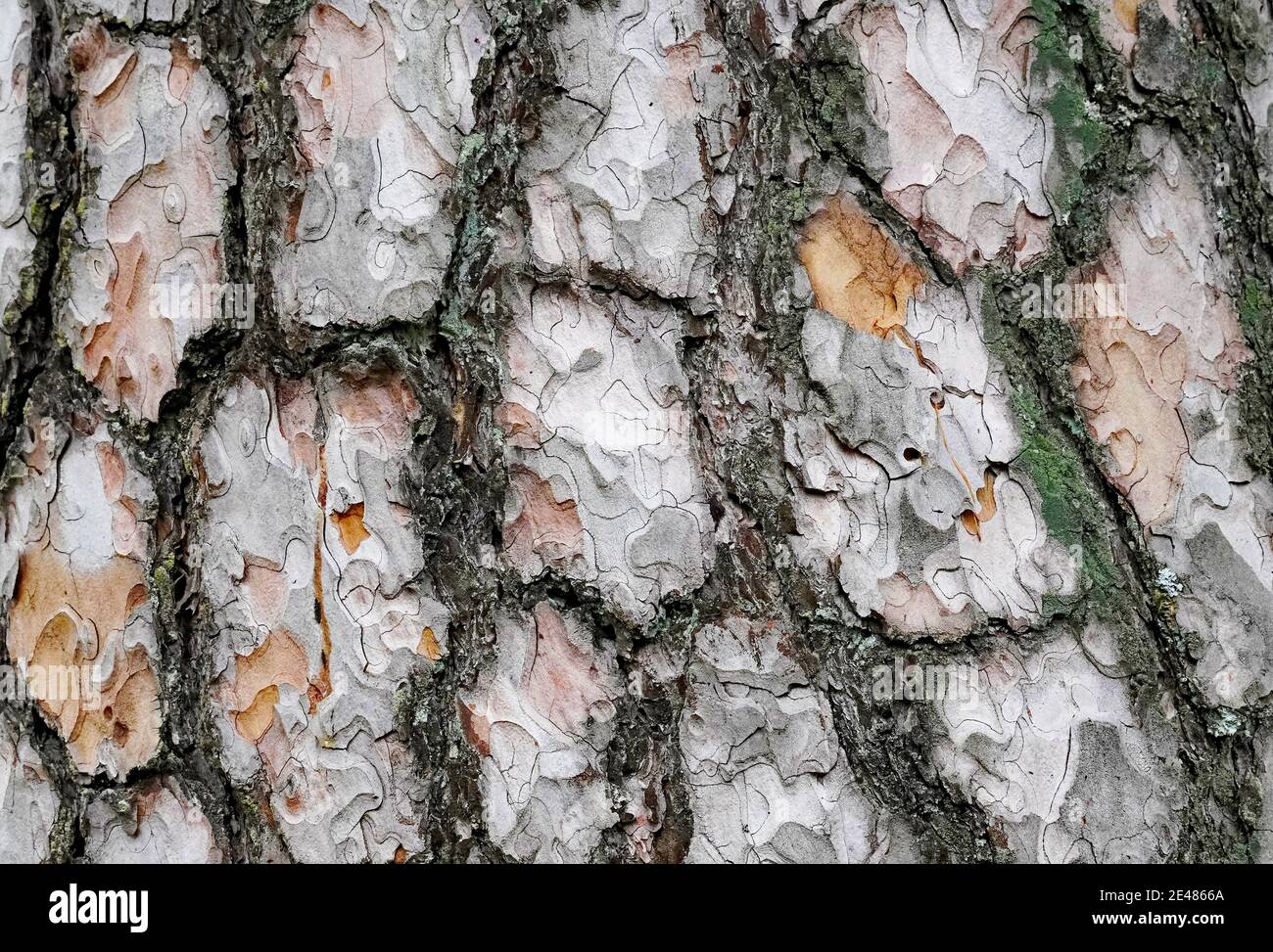 Gros plan d'une écorce de pin. L'écorce détaillée de l'arbre comme arrière-plan Banque D'Images
