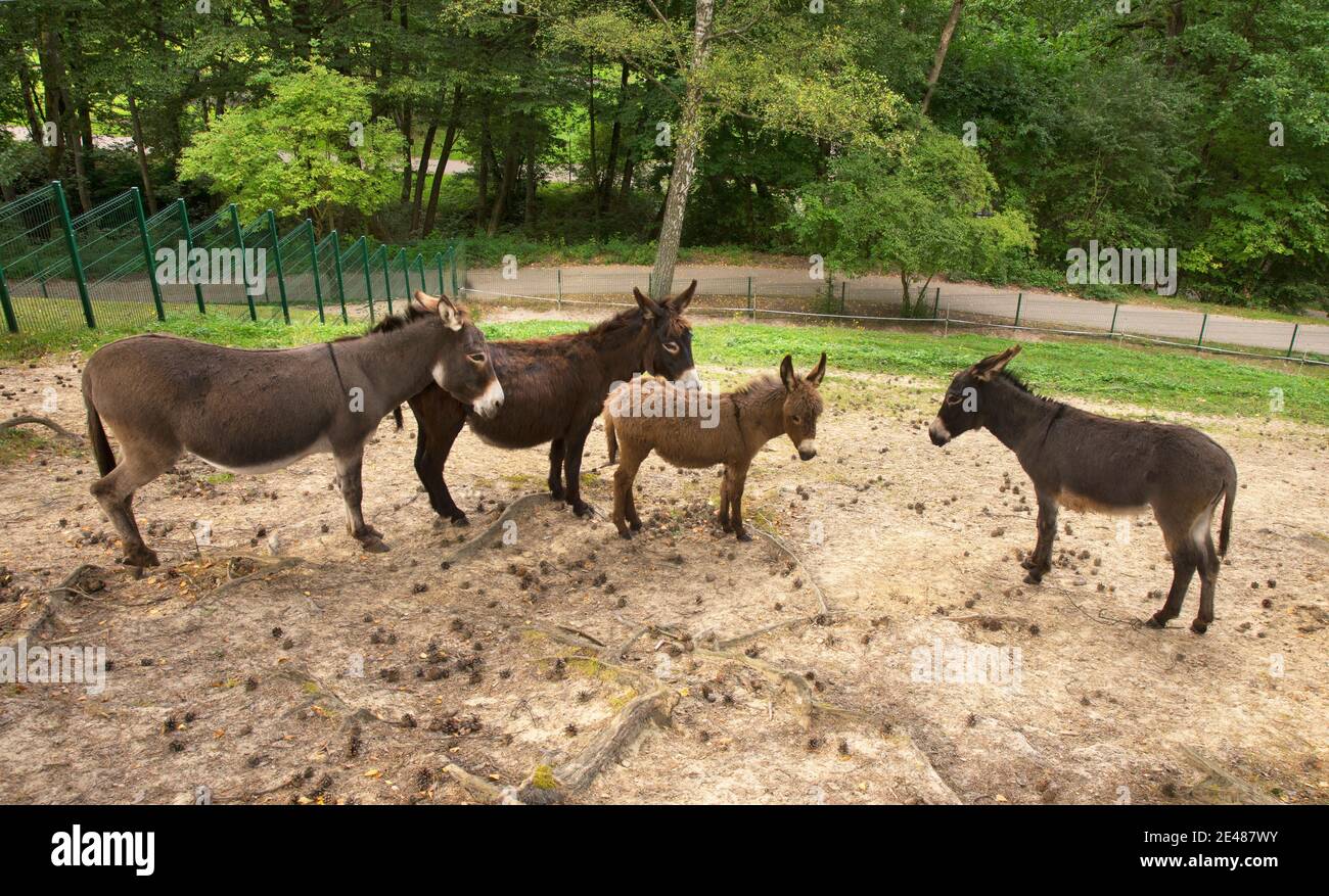 Zoo de Gdansk Oliwa à Gdansk. Pologne Banque D'Images