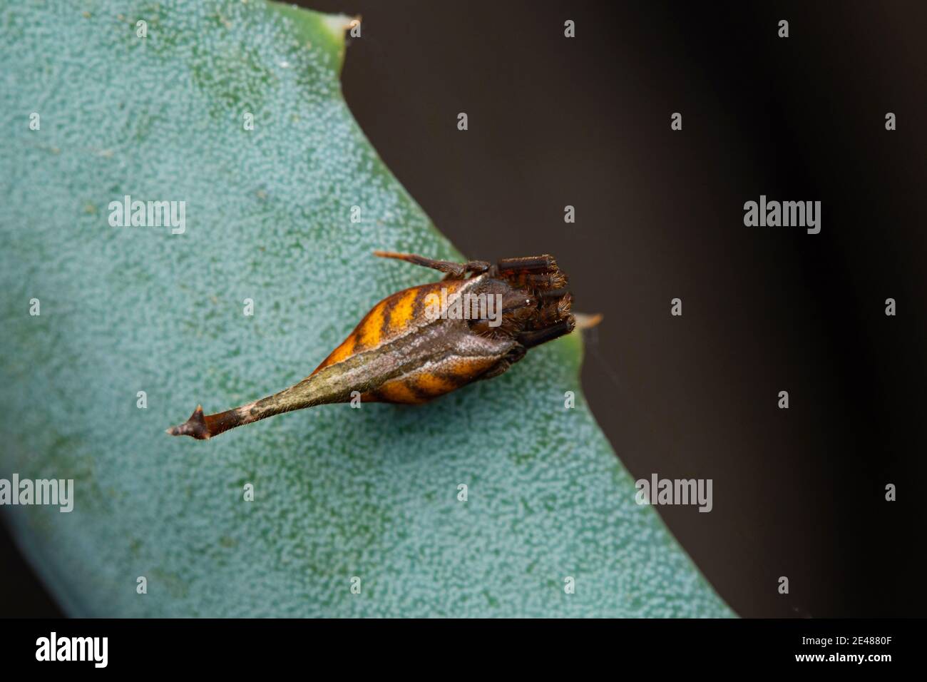 Araignée à queue de Scorpion, Arachnura angura, Satara, Maharashtra, Inde Banque D'Images