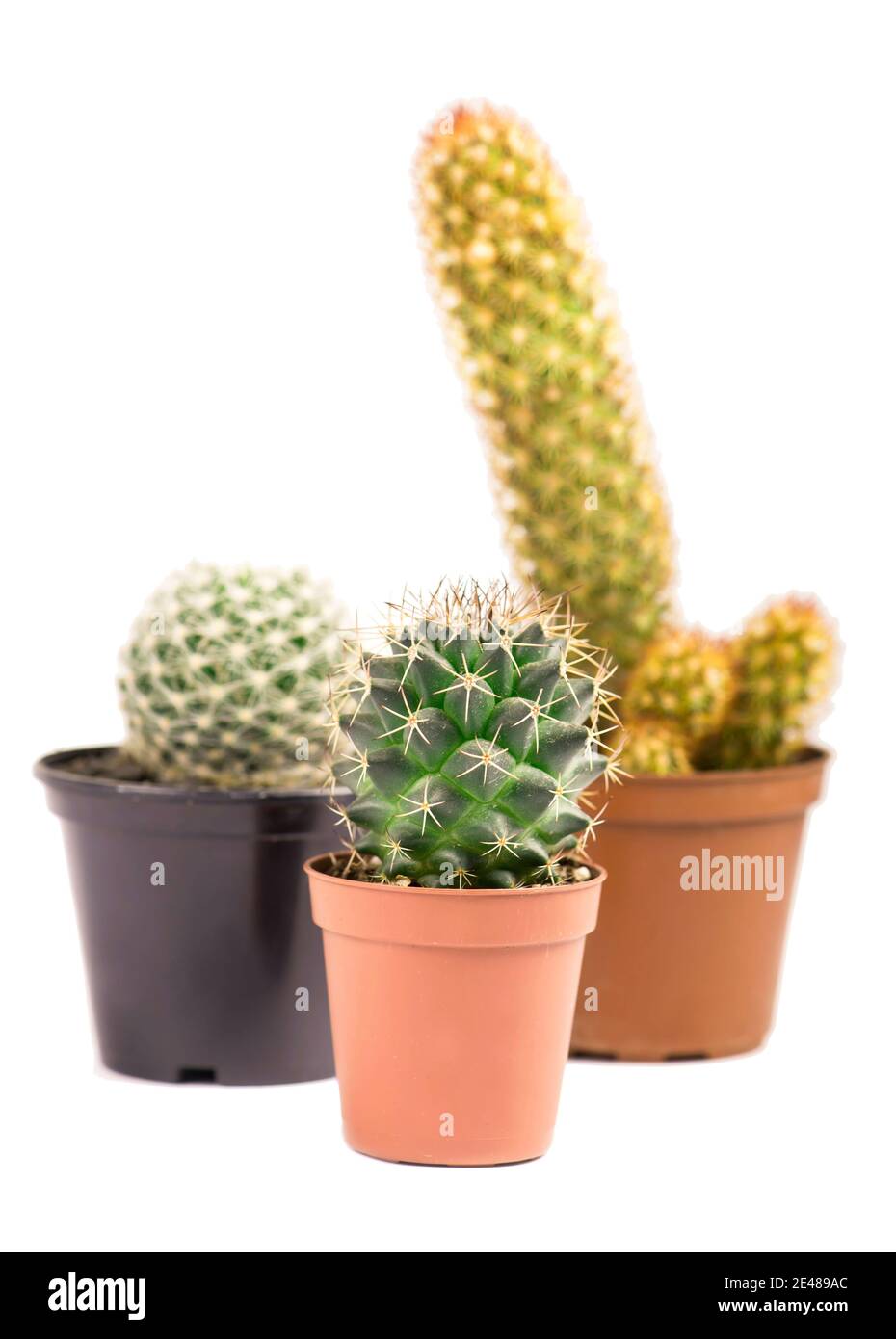 cactus sur fond blanc sur pots Banque D'Images