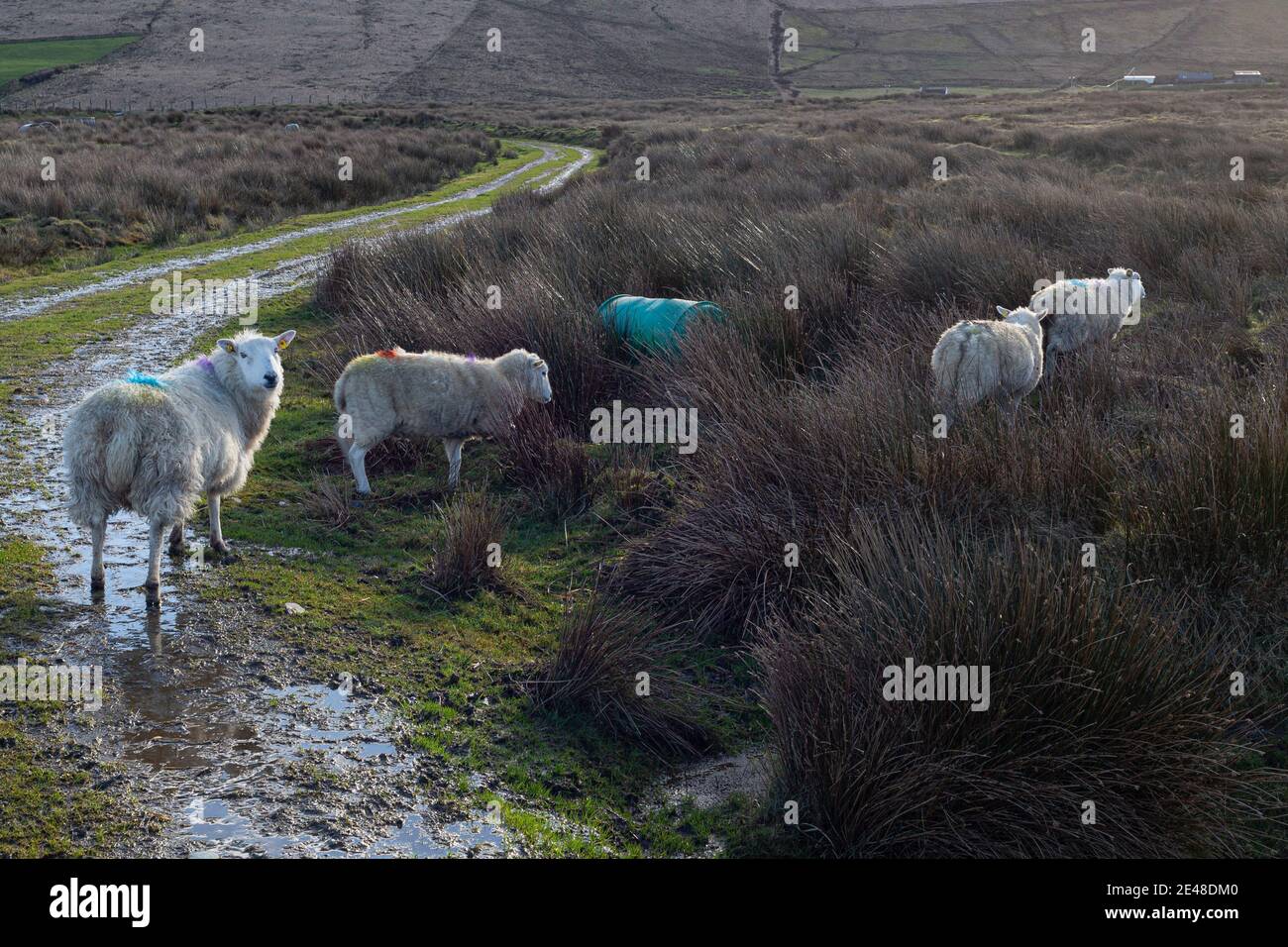 Mouton sur la route de terre dans le comté de Kerry Irlande Banque D'Images