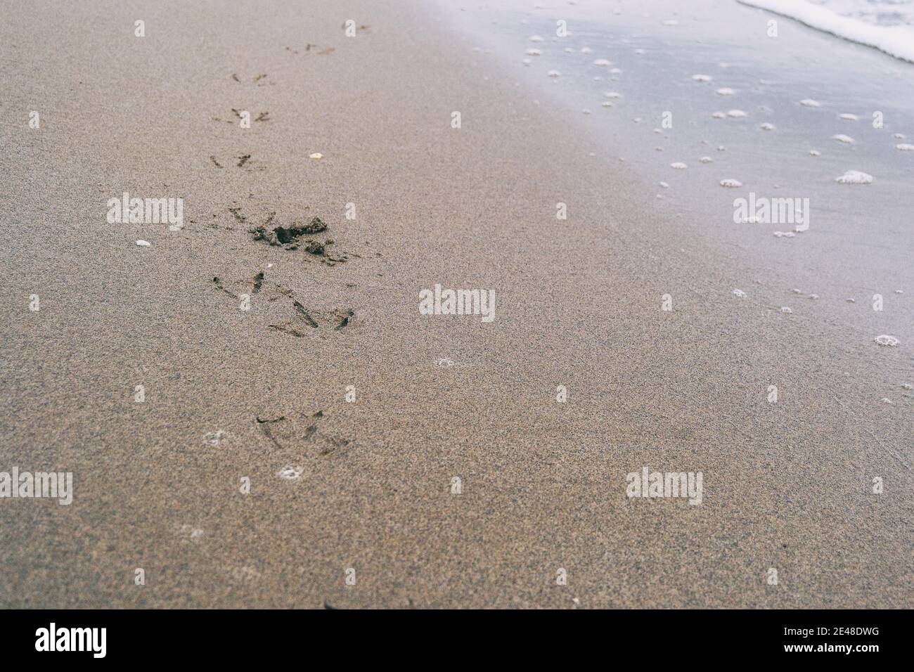 empreintes d'oiseaux dans le sable humide de la plage les empreintes sont délavées par une vague de mer Banque D'Images