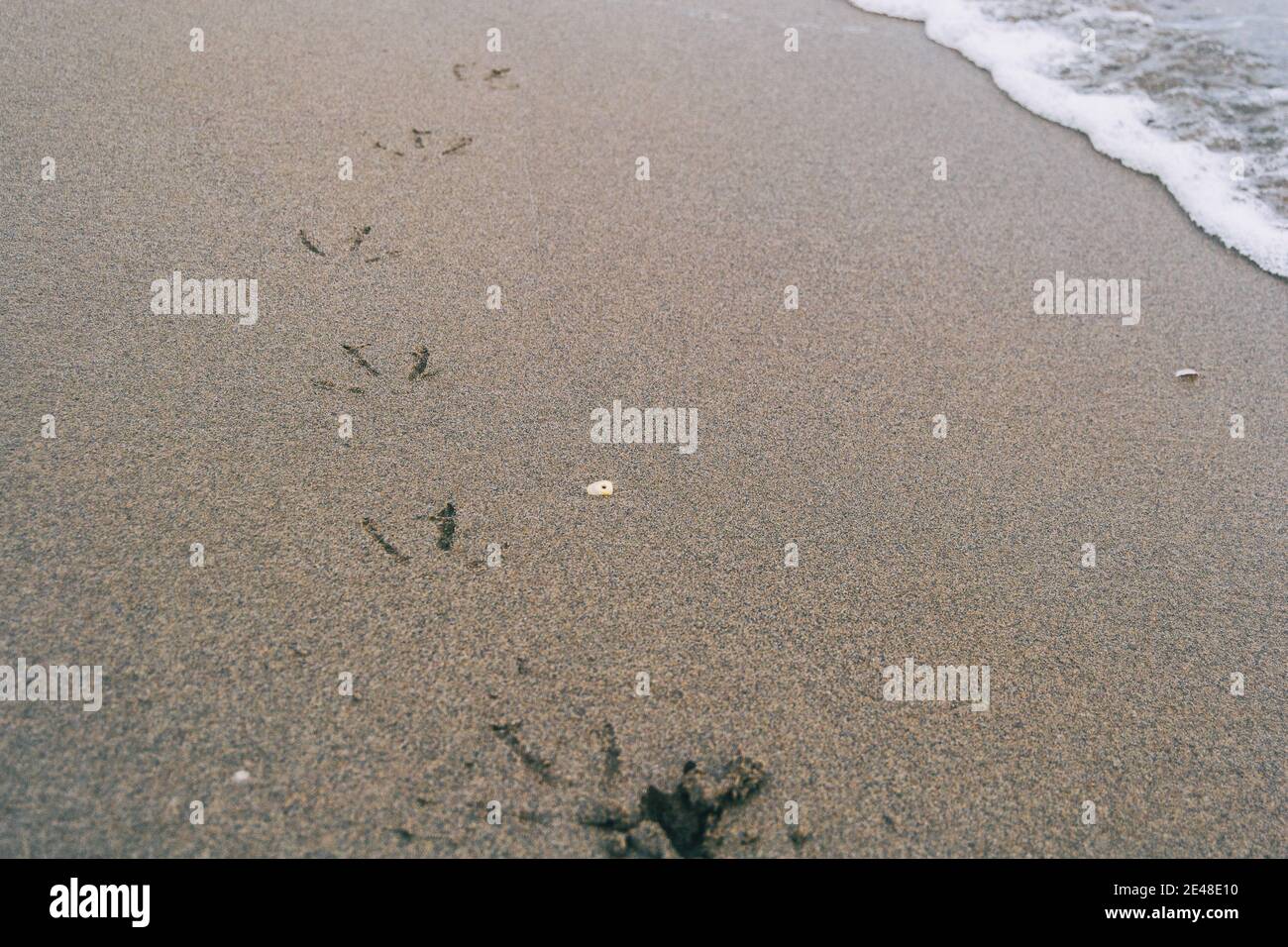 empreintes d'oiseaux dans le sable humide de la plage les empreintes sont délavées par une vague de mer Banque D'Images