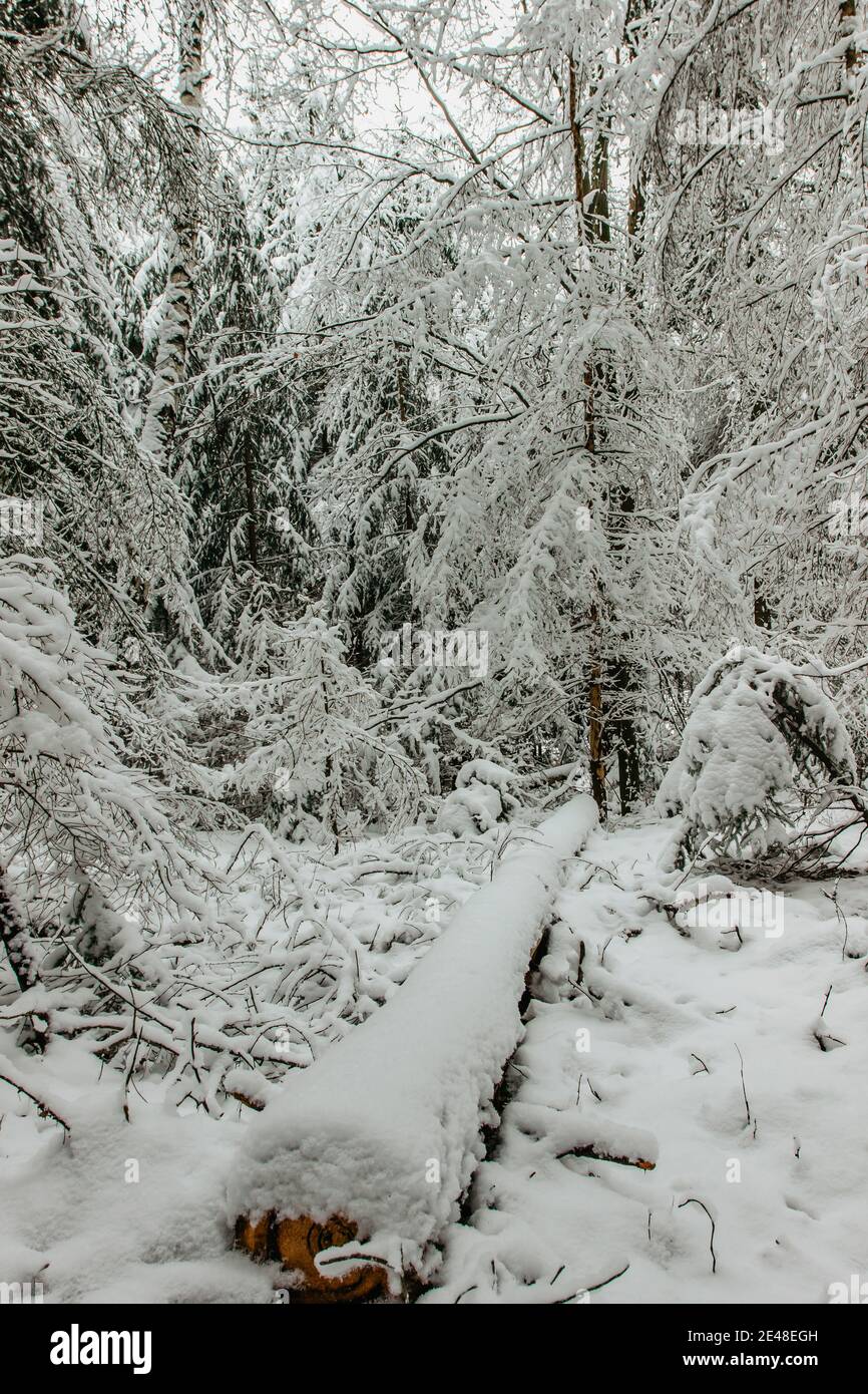 Arbres couverts de neige dans la forêt d'hiver.Noël arrière-plan de vacances avec Sapins enneigés.froid givré jour dehors, calme scène fraîche.temps glacial s Banque D'Images