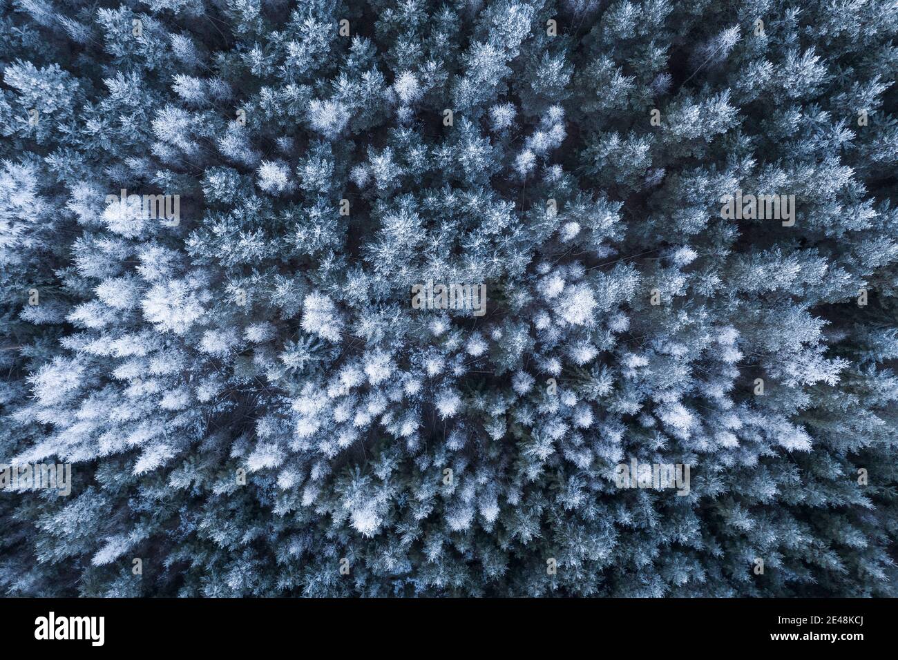 Vue aérienne de haut en bas de la forêt boréale de la taïga en hiver Banque D'Images