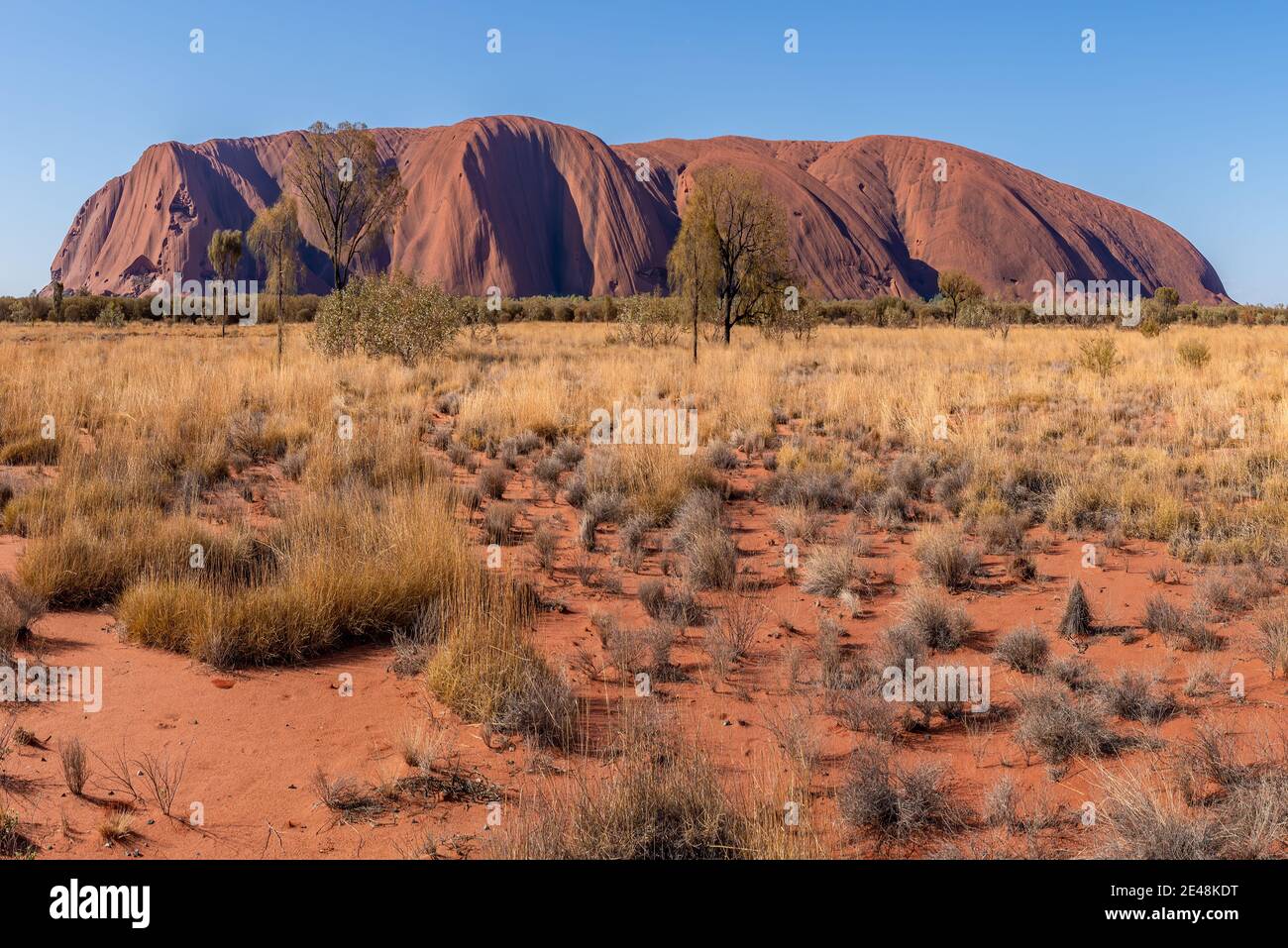 Uluru, territoire du Nord, Australie - 10 janvier 2021 : Uluru ou Ayers Rock est un énorme monolithe de grès dans le parc national d'Uluru-Kata Tjuta Banque D'Images