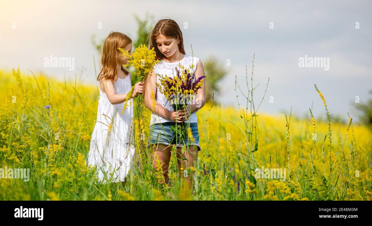 De jolies sœurs collectant des fleurs sauvages sur le terrain Banque D'Images