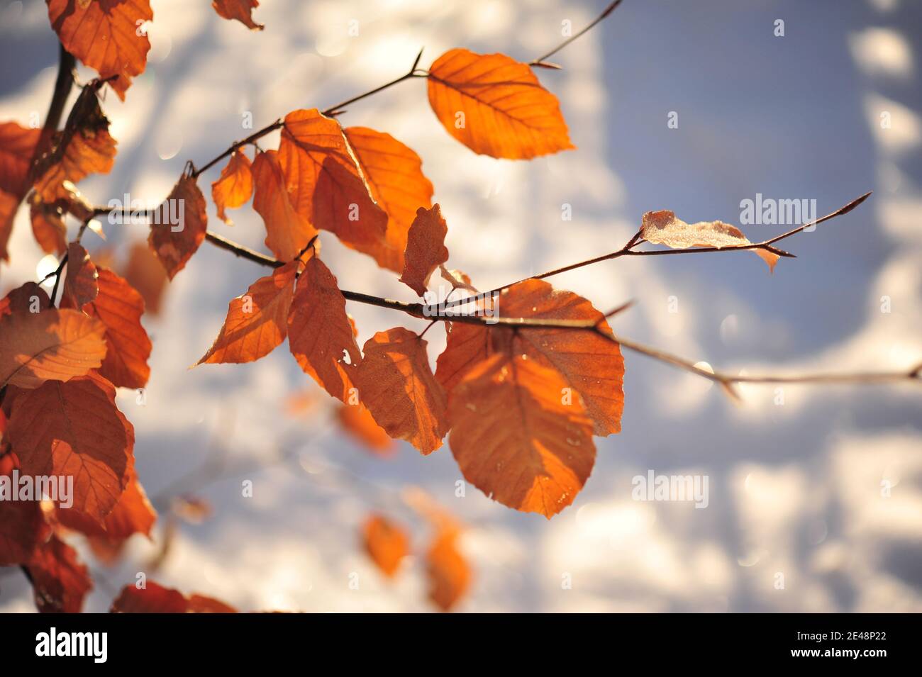 Feuilles brunes et décolorées sur la branche en plein soleil. Léger effet bokeh sur fond enneigé. Photo horizontale. Banque D'Images