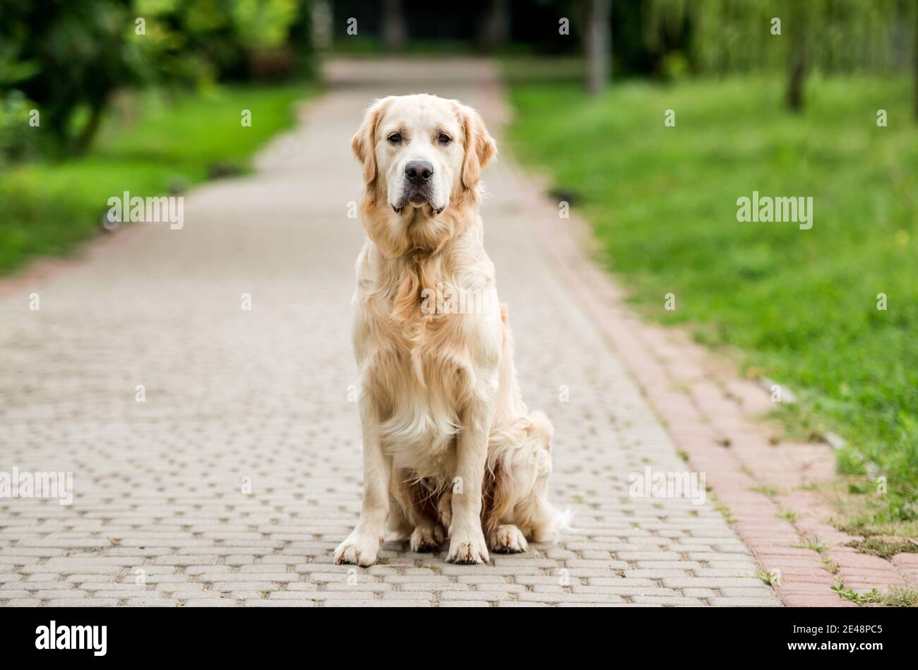 Golden Retriever sur le sentier du parc Banque D'Images