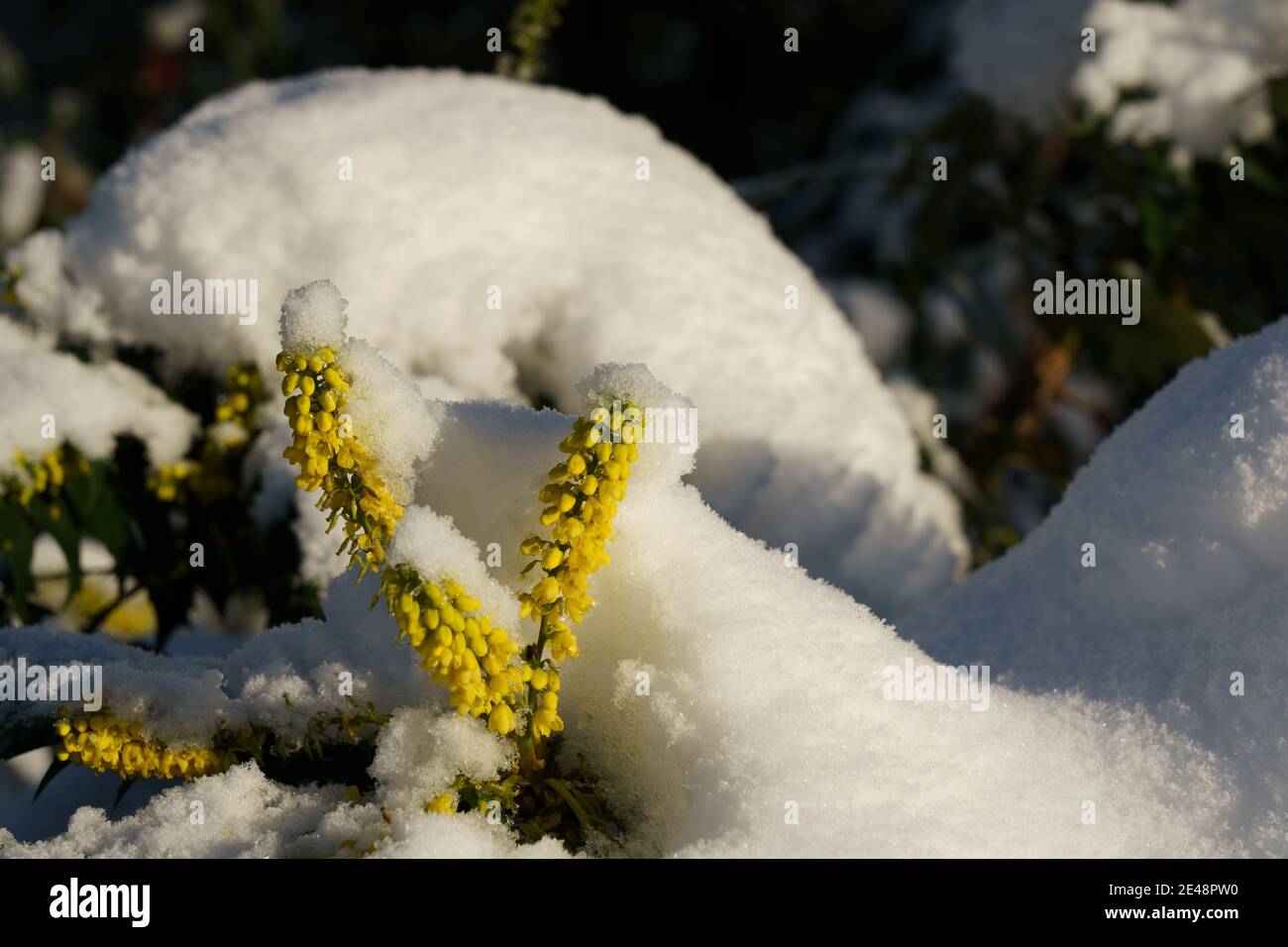 Couvert de neige, un arbuste à feuilles persistantes Mahonia « Winter Sun » à Harrogate, dans le North Yorkshire, en Angleterre, au Royaume-Uni. Banque D'Images