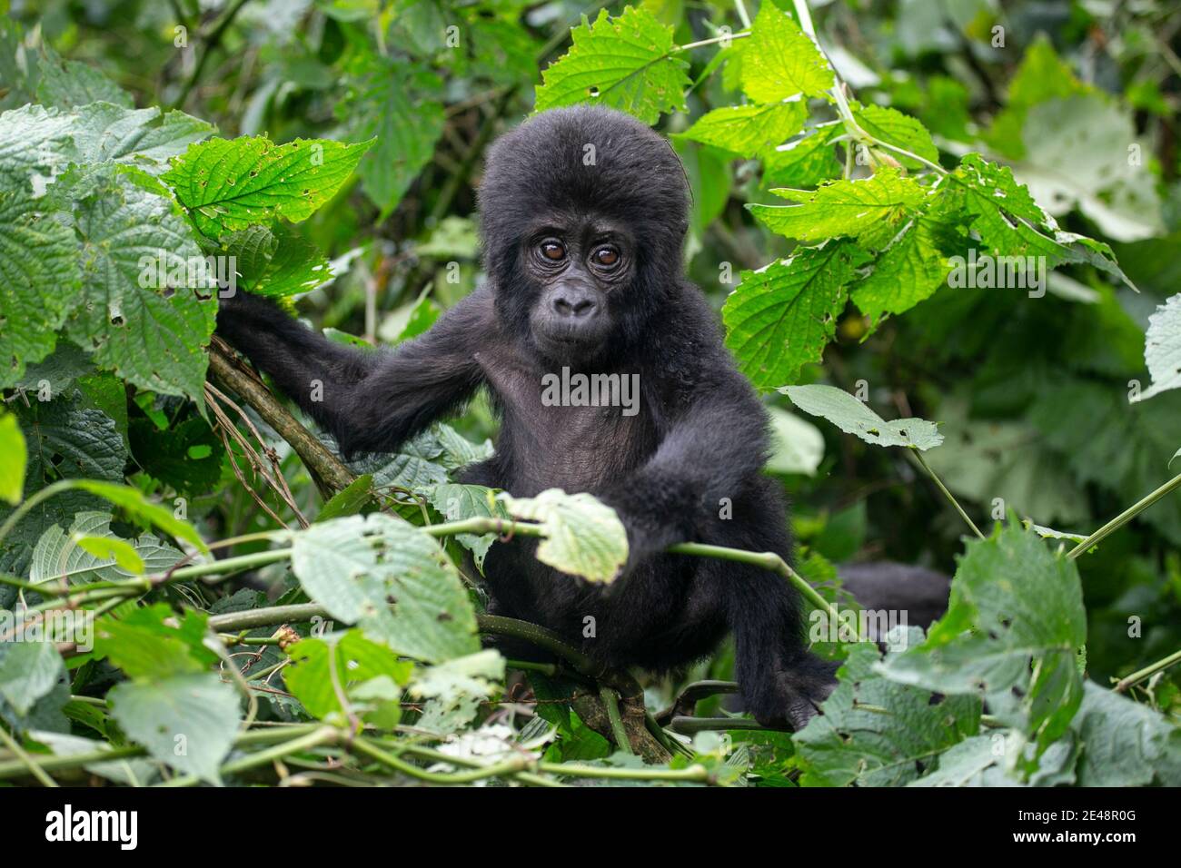 La montagne Gorilla dans le parc national de Bwindi... Banque D'Images