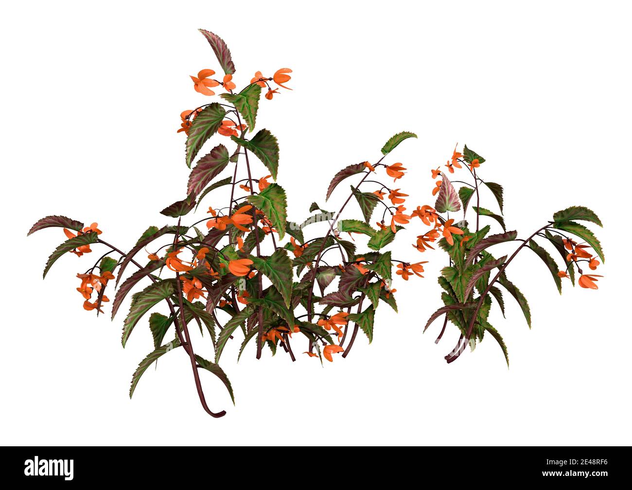 Rendu 3D d'une plante de begonia d'aile de dragon isolée sur arrière-plan blanc Banque D'Images