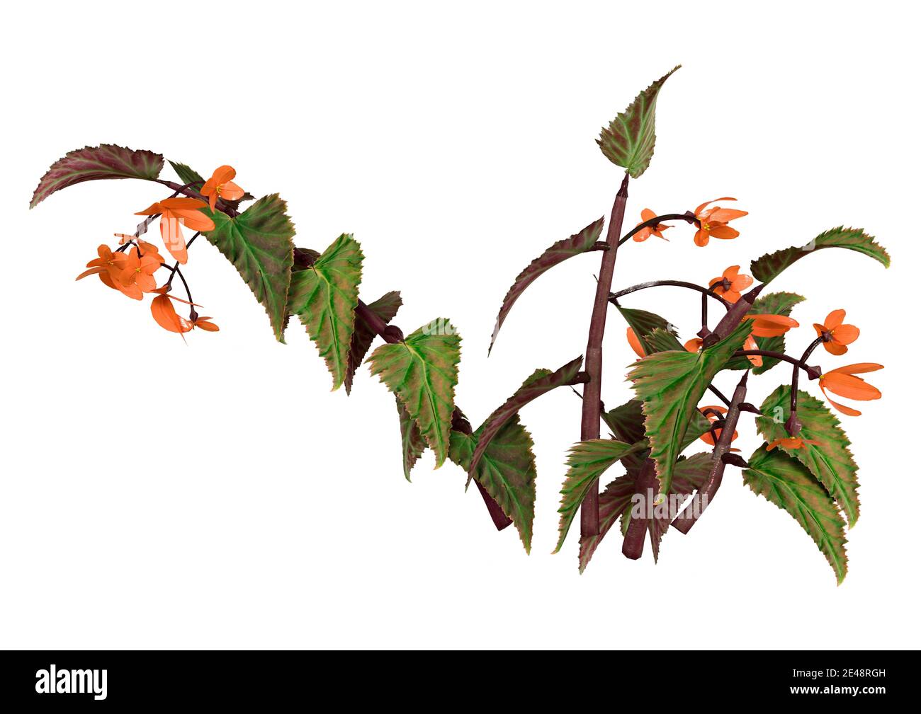 Rendu 3D d'une aile de dragon en fleur begonia plante isolée sur fond blanc Banque D'Images