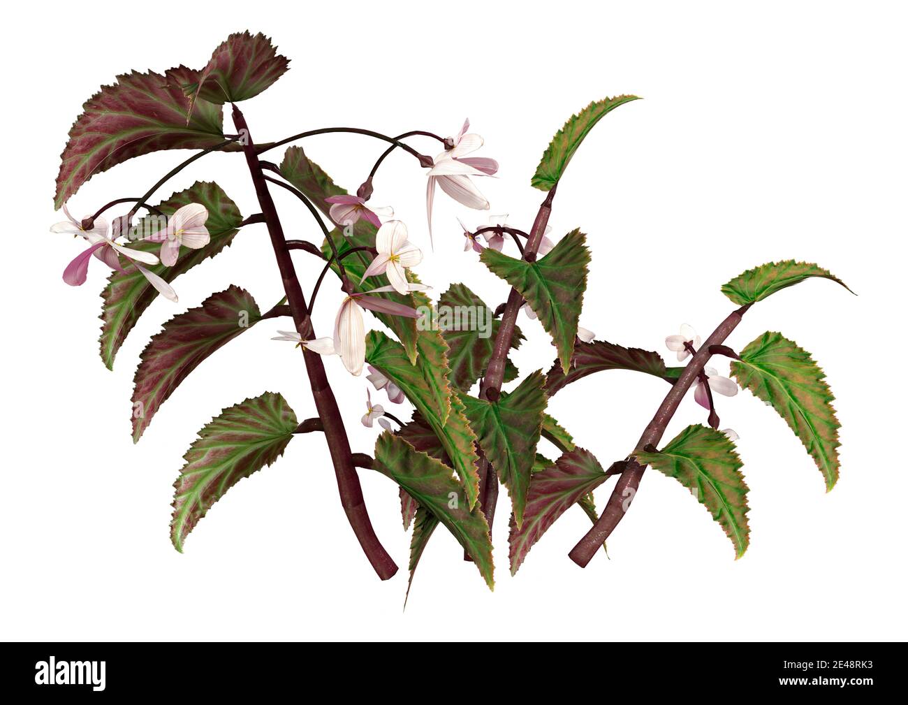 Rendu 3D d'une plante de begonia d'aile de dragon isolée sur arrière-plan blanc Banque D'Images