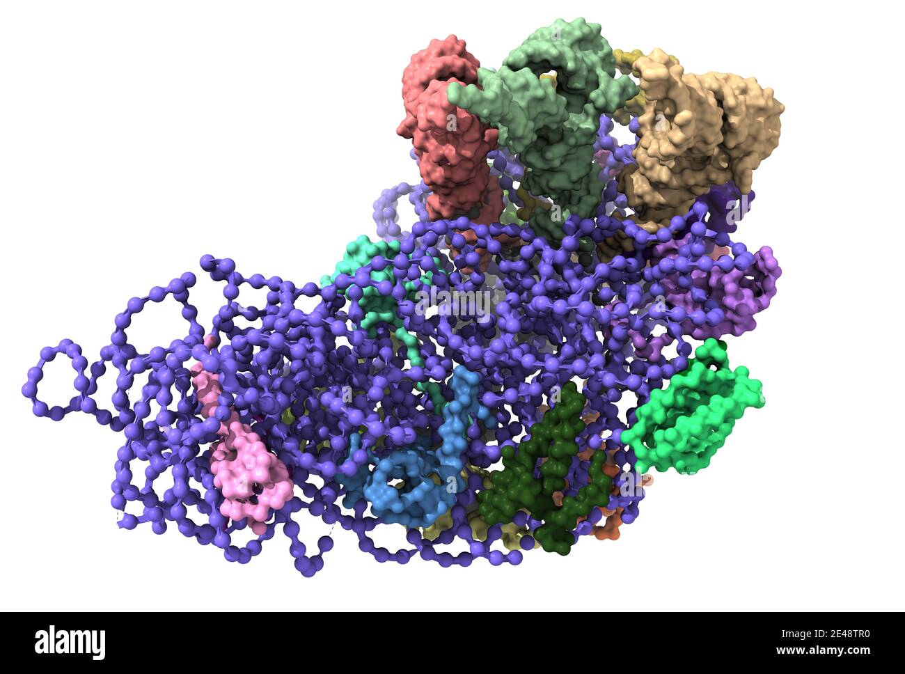La structure du ribosome de Thermus thermophilus montrant l'ARN du ribosome 30S (bleu), trois ARNt (haut) et les protéines ribosomiques. Banque D'Images
