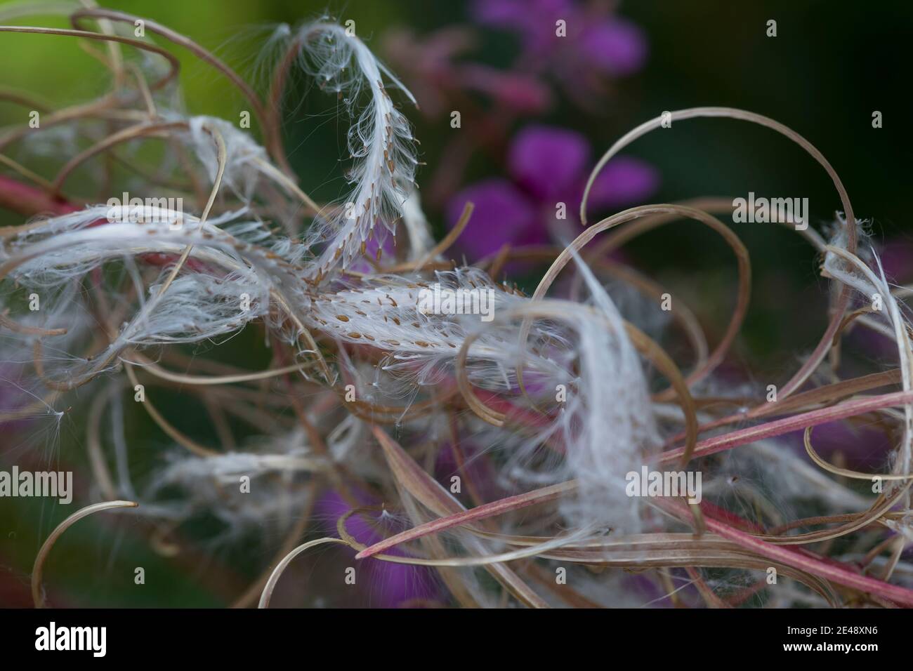 Schmalblättriges Weidenröschen, Weidenröschen, Früchte, Samen, Epilobium angustifolium, Chamerion angustifolium, Chamaenerion angustifolium, Fire Weed Banque D'Images