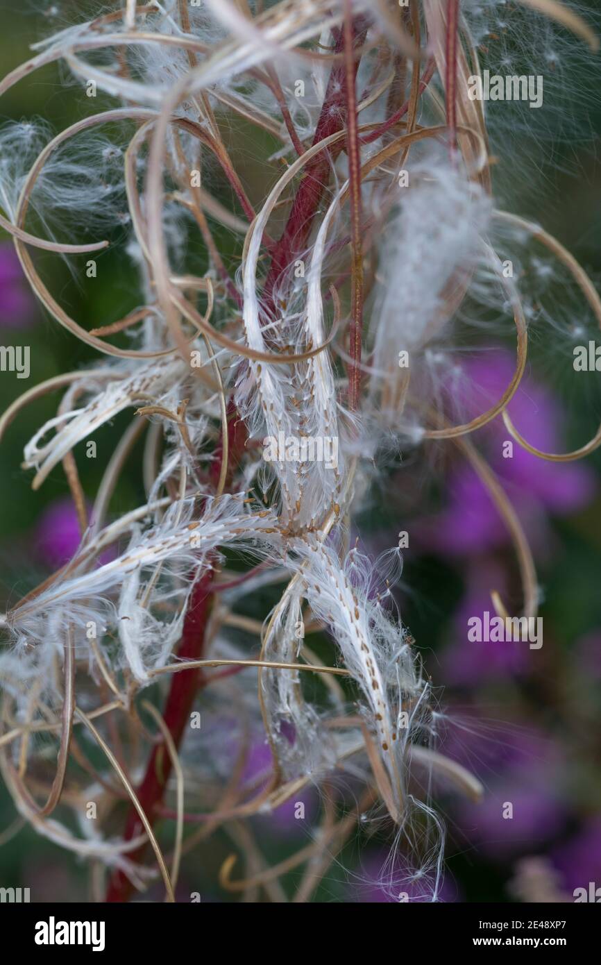 Schmalblättriges Weidenröschen, Weidenröschen, Früchte, Samen, Epilobium angustifolium, Chamerion angustifolium, Chamaenerion angustifolium, Fire Weed Banque D'Images