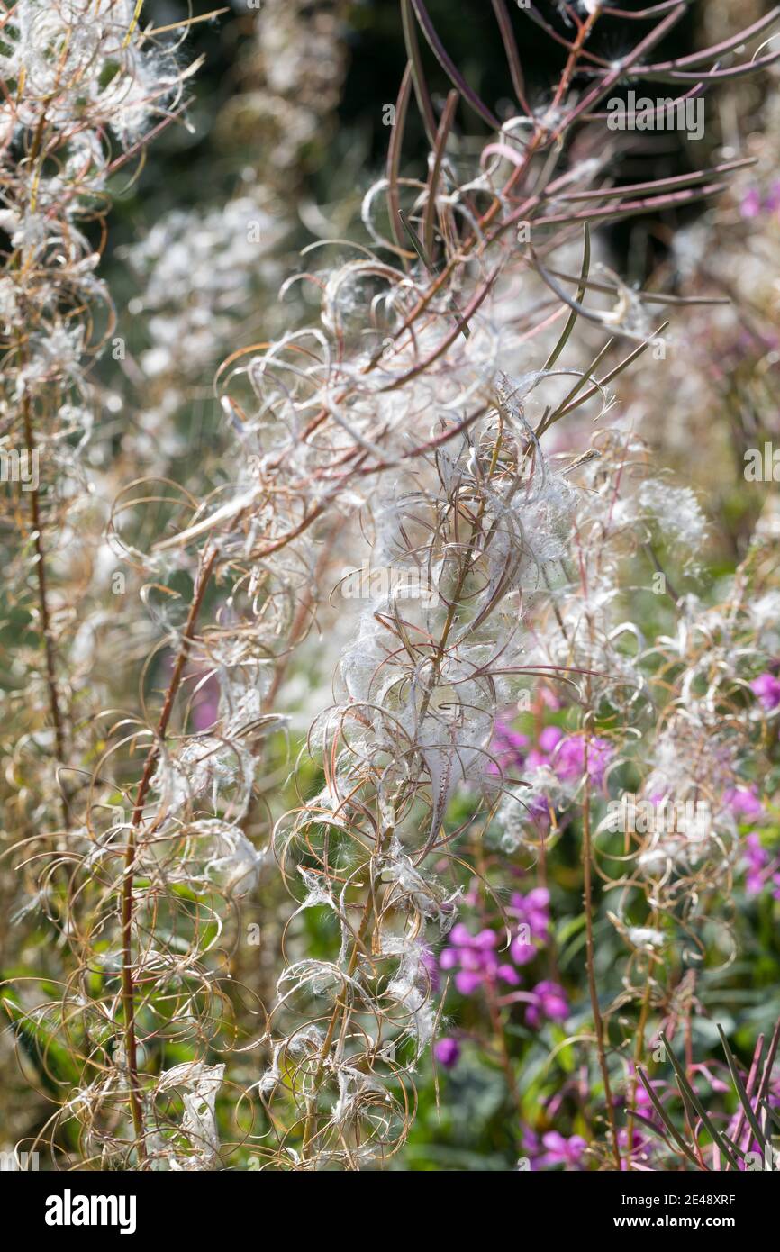 Schmalblättriges Weidenröschen, Weidenröschen, Früchte, Samen, Epilobium angustifolium, Chamerion angustifolium, Chamaenerion angustifolium, Fire Weed Banque D'Images