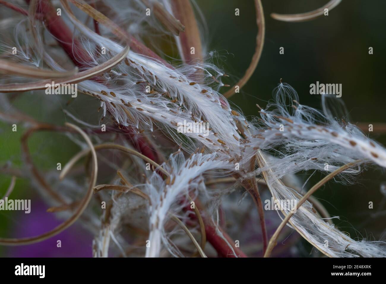 Schmalblättriges Weidenröschen, Weidenröschen, Früchte, Samen, Epilobium angustifolium, Chamerion angustifolium, Chamaenerion angustifolium, Fire Weed Banque D'Images