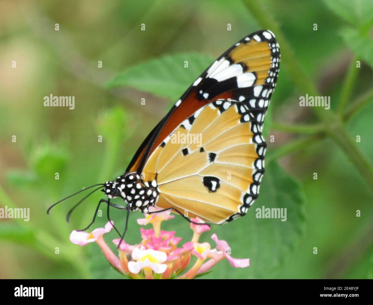 Gros plan d'un papillon de laitoued tigre Banque D'Images