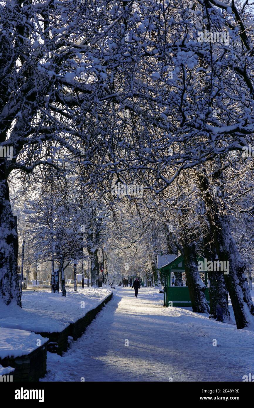 Au loin, West Park à Harrogate, North Yorkshire, Angleterre, Royaume-Uni, on peut voir un long sentier urbain bordé d'arbres après la neige. Banque D'Images