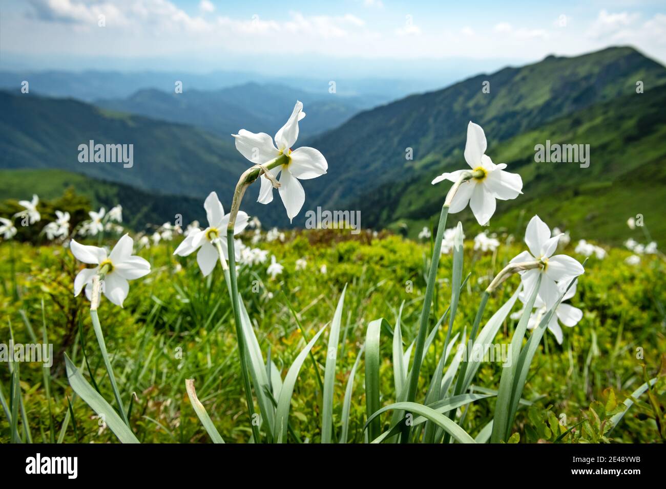 Prairie de montagne couverte de fleurs de narcisse blanches. Carpathian montagnes, Europe. Photographie de paysage Banque D'Images