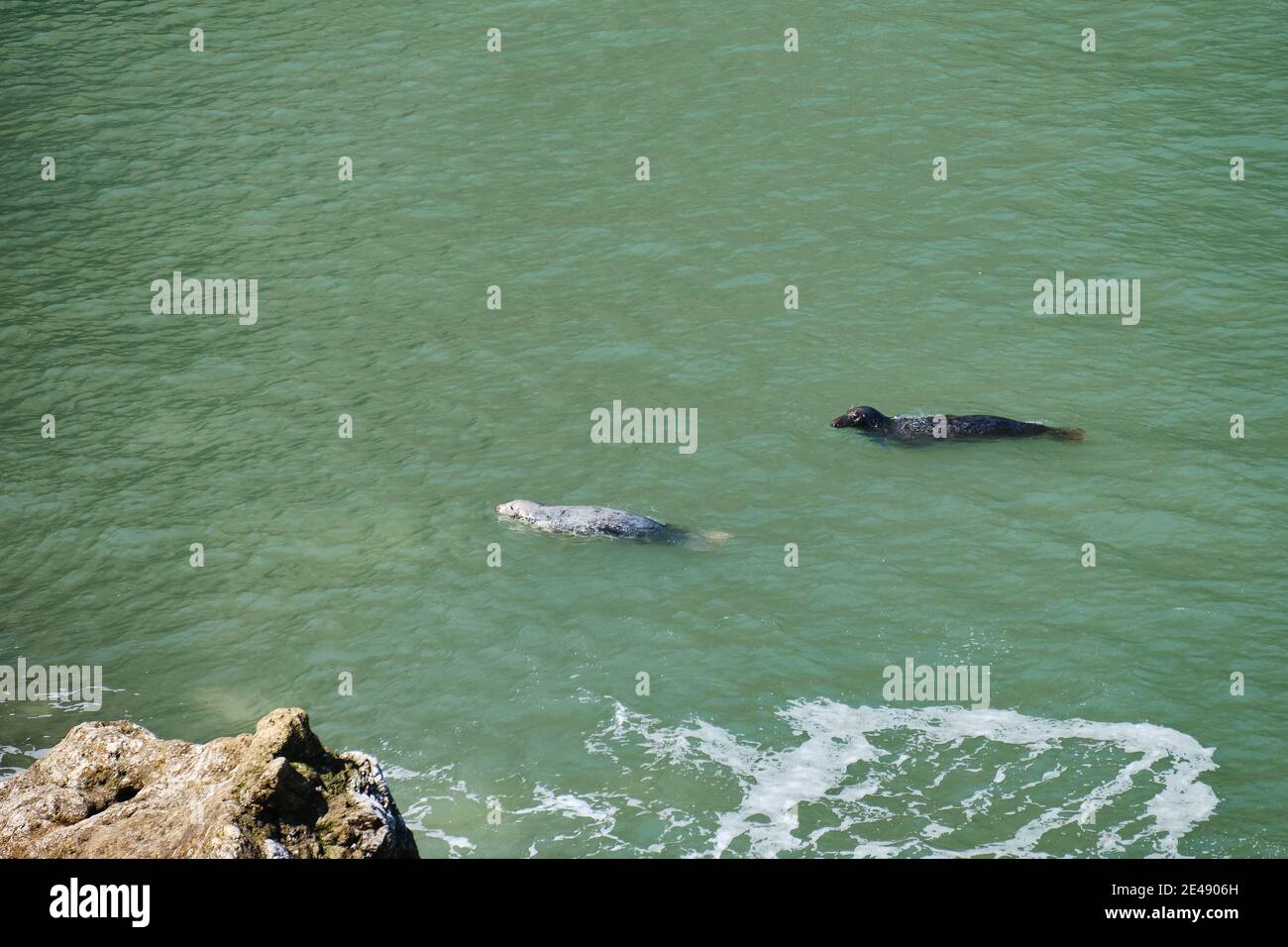 Une paire de phoques gris dans les eaux protectrices d'Angel Bay à la fin de Little Orme, au nord du pays de Galles. Banque D'Images