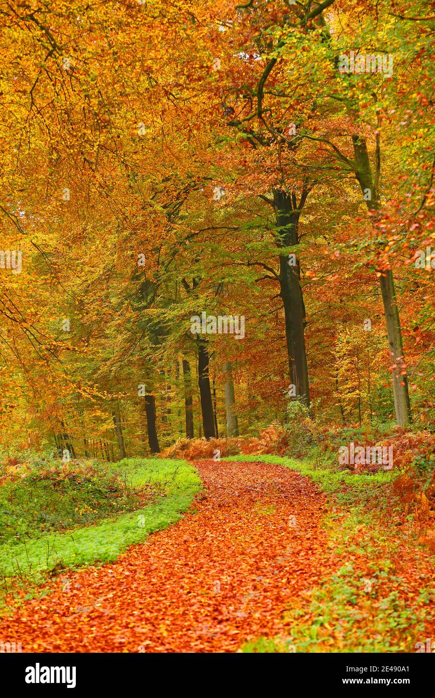 Forêt d'automne près de Freudenburg, Rhénanie-Palatinat, Allemagne Banque D'Images