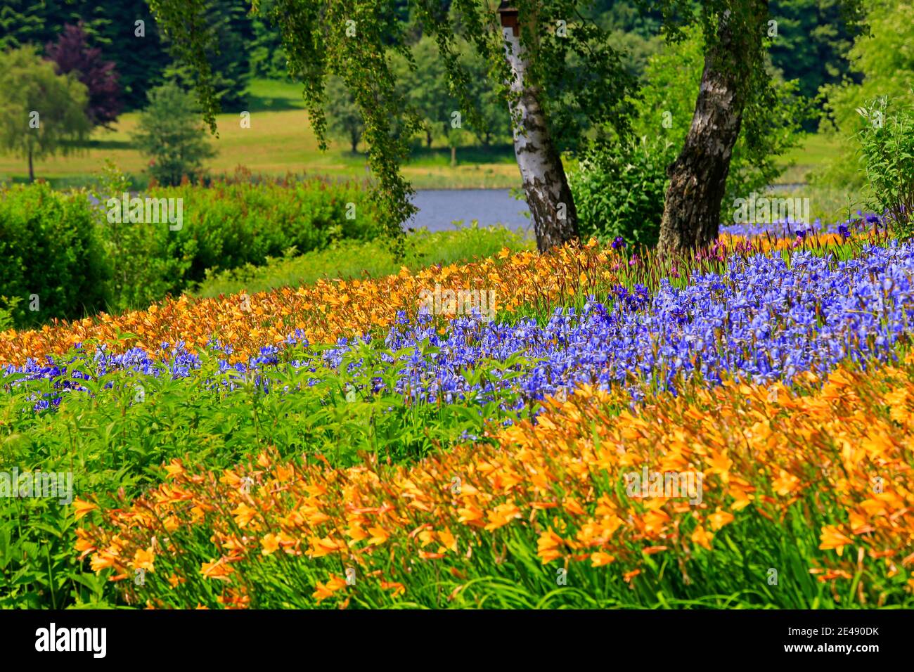 Fleurs d'été à Losheim am See, Sarre, Allemagne Banque D'Images