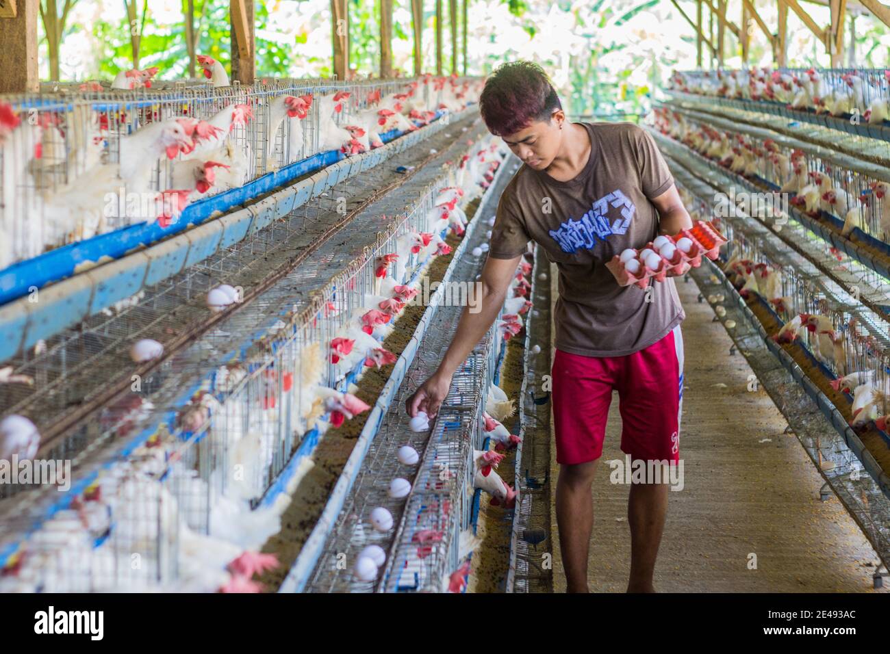 Une ferme avicole à Batangas, Philippines Banque D'Images