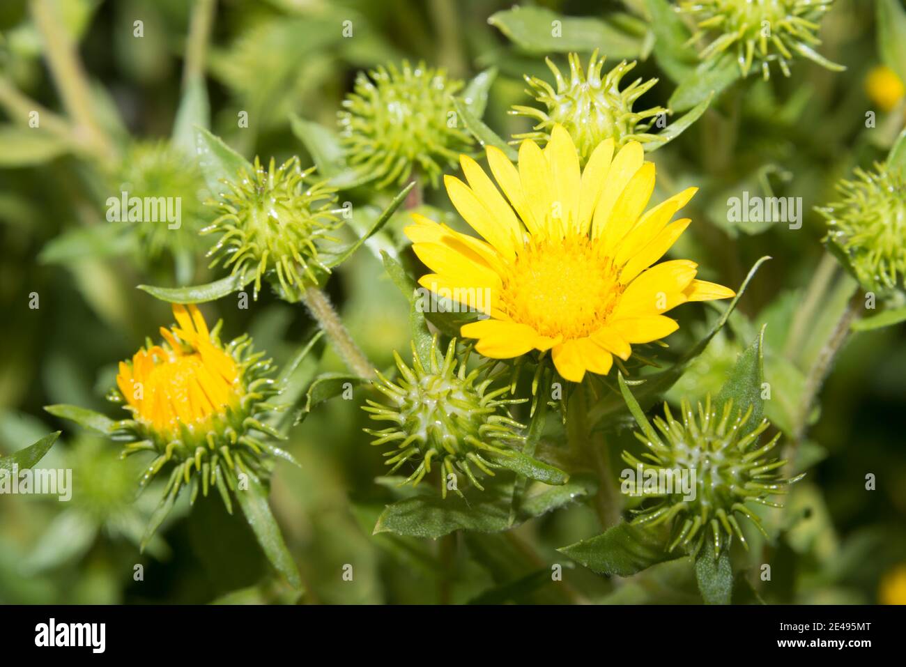 Plante à poils (Grindelia hirsutula) Banque D'Images