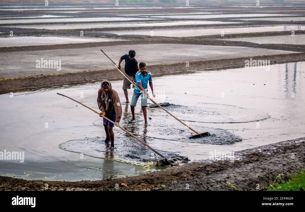 MUMBAI, INDE - 17 décembre 2020 : travailleurs non identifiés dans la ferme et la grange de sel de mer Banque D'Images