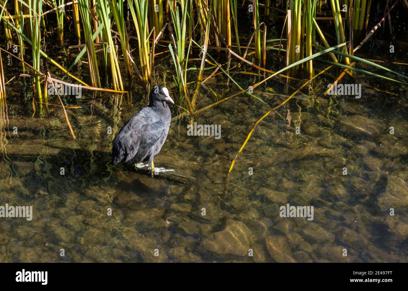 Un coq dans les zones humides de Cardiff Bay à Cardiff. Une nouvelle réserve naturelle pour les oiseaux et les plantes amoureux de l'eau. Banque D'Images