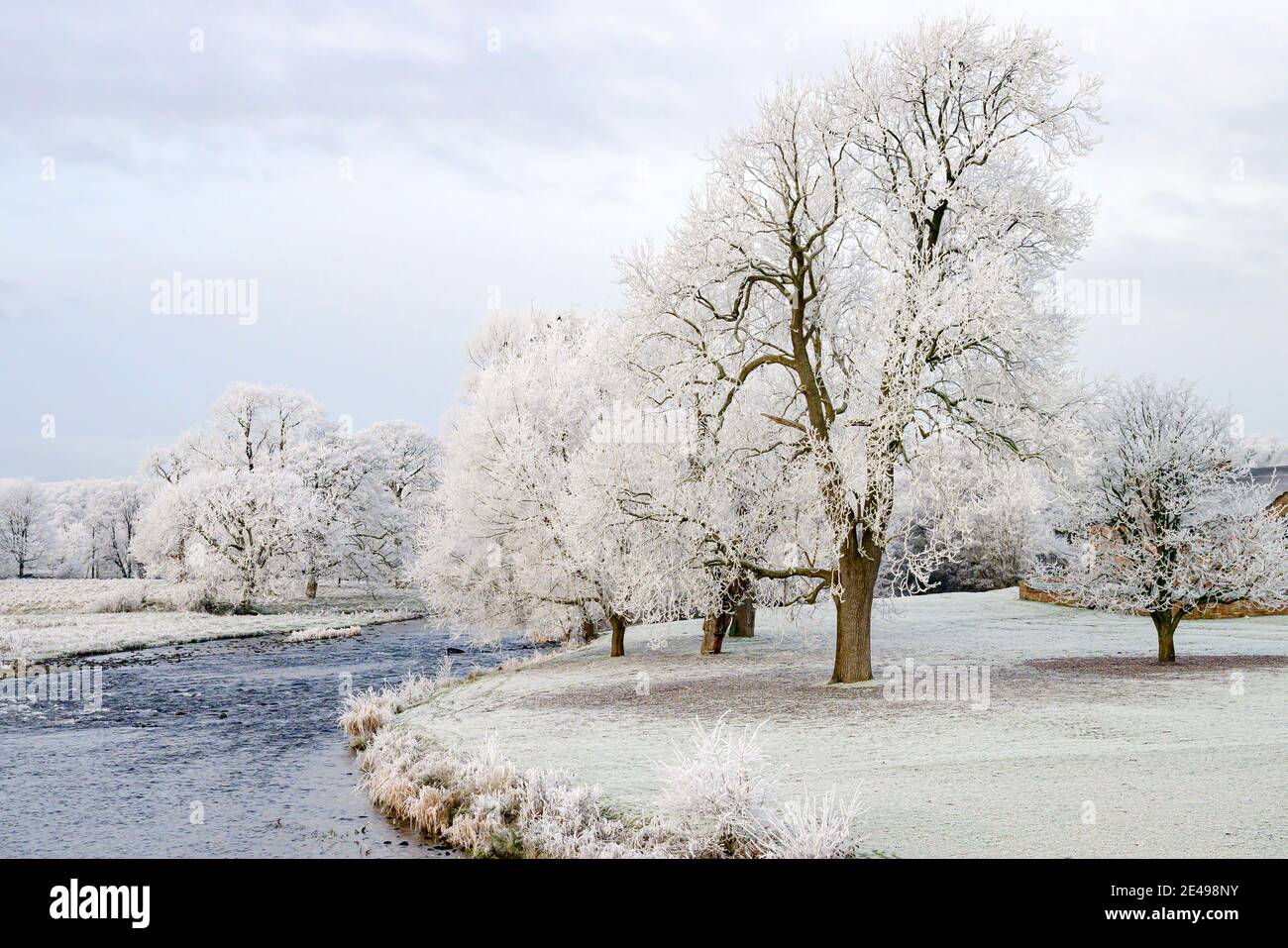 Arbres dépolis sur les rives de la rivière Eamont au château de Brougham, près de Penrith Banque D'Images