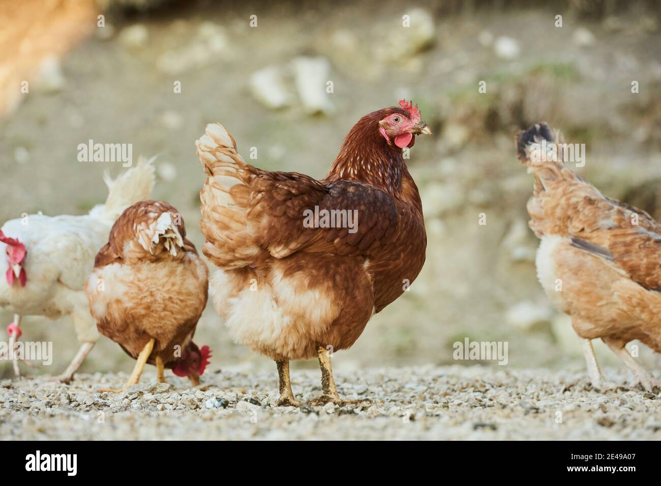 Poulet (Gallus gallus domesticus), poule sur un tas de dung, Bavière, Allemagne Banque D'Images