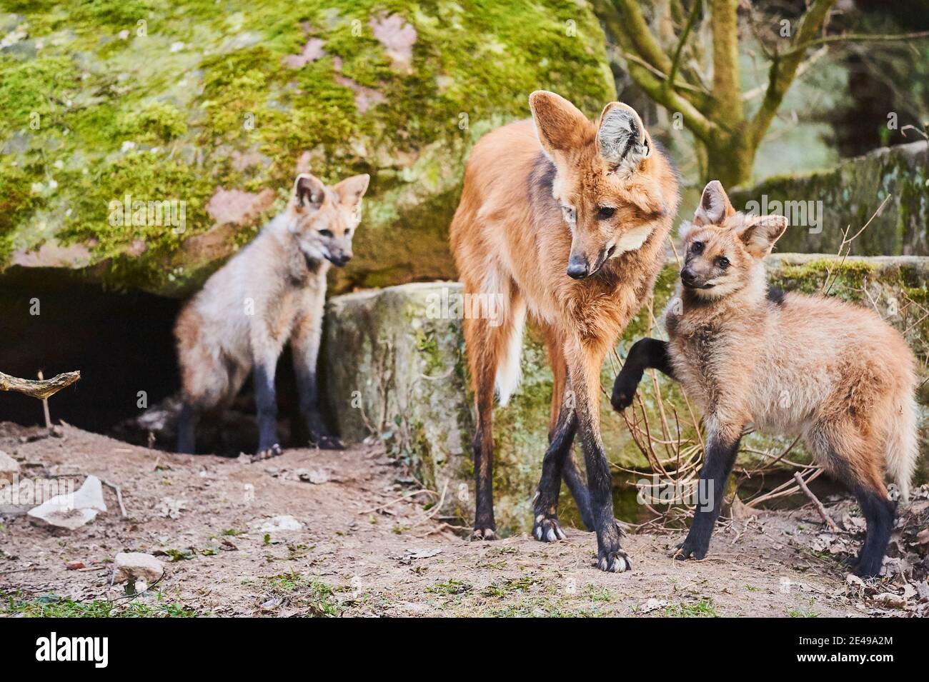 Loup de Maned (Chrysocryon brachyurus), mutant avec son jeune, Allemagne Banque D'Images