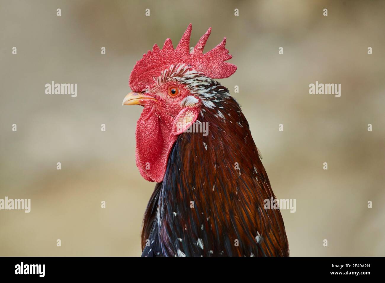 Poulet (Gallus gallus domesticus), coq sur un tas de fumier, Bavière, Allemagne Banque D'Images