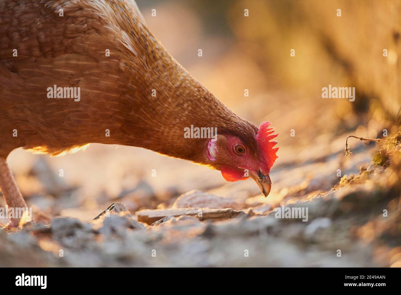 Poulet (Gallus gallus domesticus), poule sur un tas de dung, Bavière, Allemagne Banque D'Images