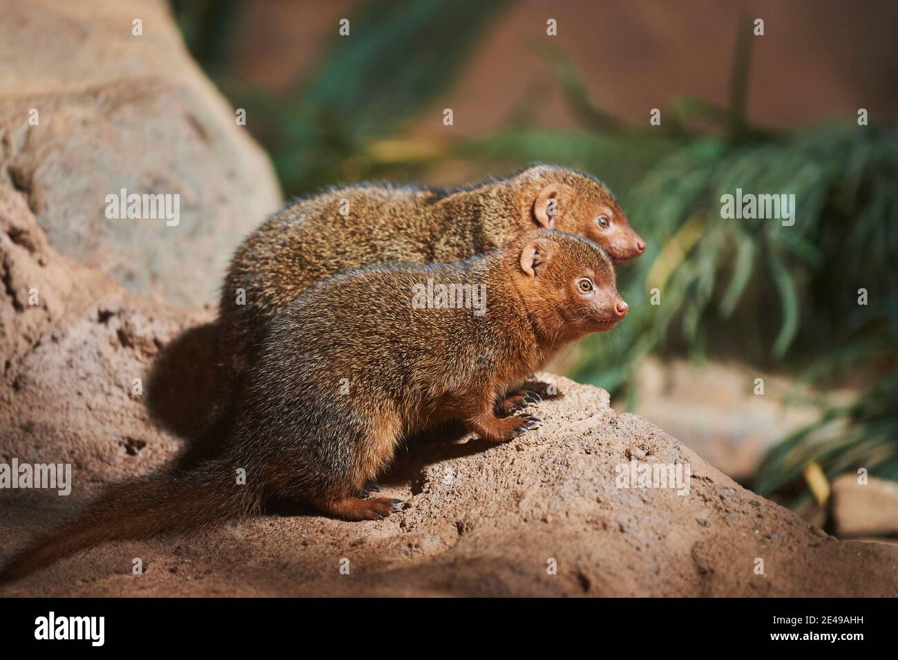 Mongoose pygmée du sud, Helogale parvula, latéralement, assis, pierre, corps entier Banque D'Images