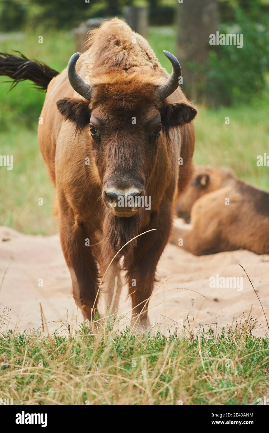 Bison européen (Bison bonasus), debout frontal, Bavière, Allemagne, Europe Banque D'Images