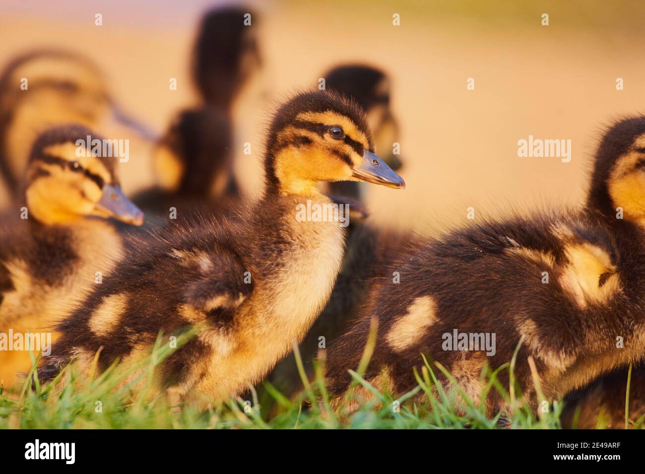 Mallard (Anas platyrhynchos), canetons dans l'herbe, portrait, Bavière, Allemagne, Europe Banque D'Images