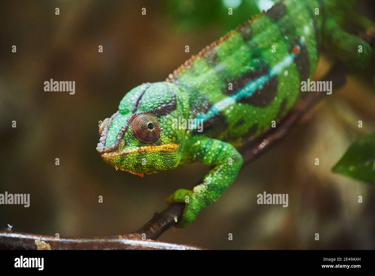 Caméléon voilé, Chamaeleo calyptratus, latéralement, monter, regarder dans la caméra, Banque D'Images