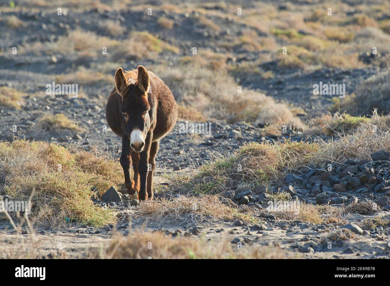 Âne africain (Equus africanus asinus) dans un paysage stérile, Playa de Cofete, Fuerteventura, îles Canaries, Espagne Banque D'Images