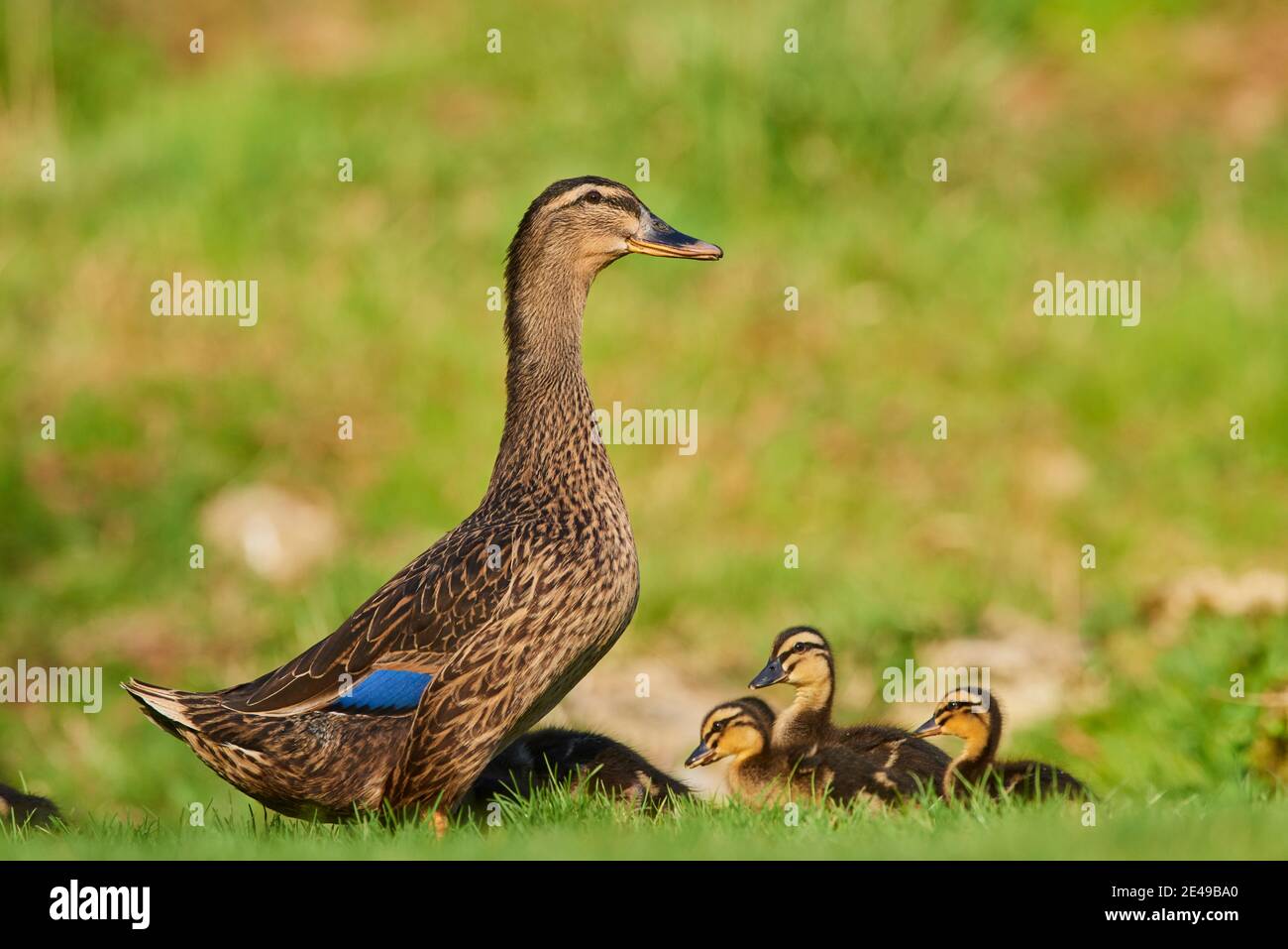 Mallard femelle et canettages dans un champ, Bavière, Allemagne, Europe Banque D'Images