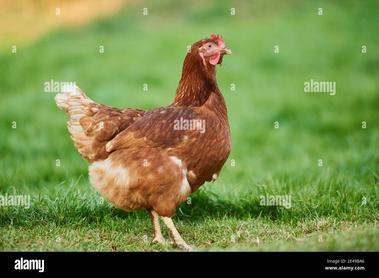 Poulet (Gallus gallus domesticus), poule dans un pré, Bavière, Allemagne Banque D'Images