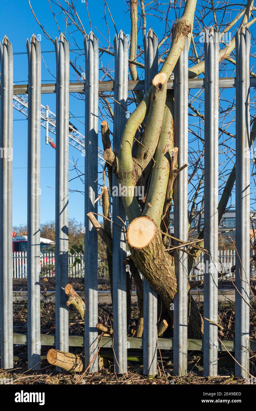 Tronc d'arbre qui a été coupé à travers la clôture en métal Banque D'Images