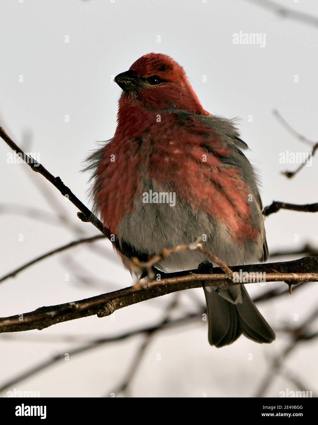 Vue en gros plan de Pine Grosbeak, perchée avec un arrière-plan flou dans son environnement et son habitat. Image. Image. Portrait. PIN Grosbeak stock Pho Banque D'Images