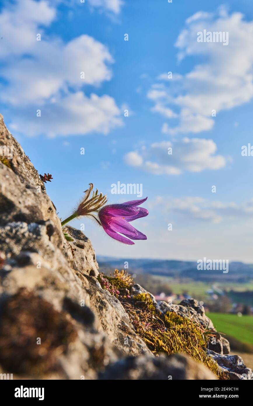 Pasque Flower (Pulsatilla vulgaris), ciel, bleu, Bavière, Allemagne, paysage Banque D'Images