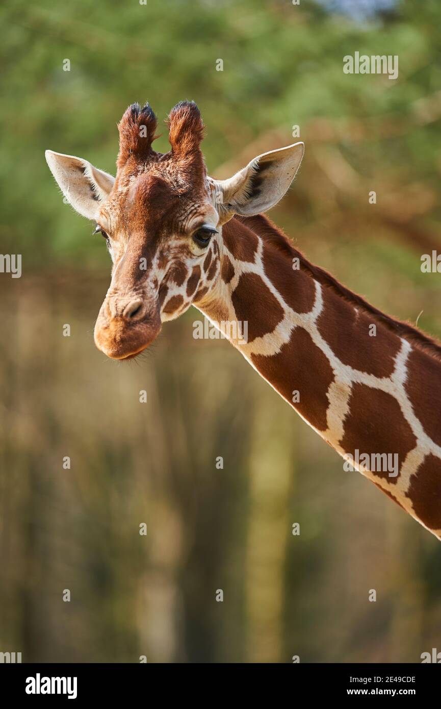 Girafe réticulée (Giraffa camelopardalis reticulata), portrait, latéralement, captive, occurrence Somalie Banque D'Images