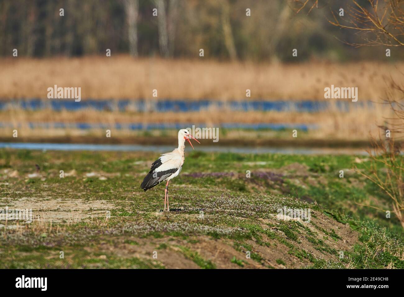 White Stork, Stork, adebar (Ciconia ciconia) recherche de la nourriture sur prairie humide, Franconia, Bavière, Allemagne, Europe Banque D'Images